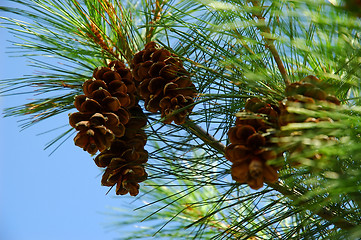 Image showing Pine Cones