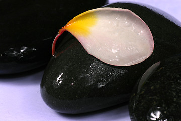 Image showing frangipane petal flower