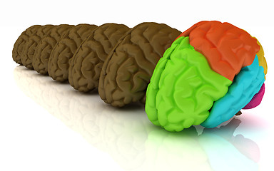 Image showing Human brains