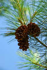 Image showing Pine Cones 2