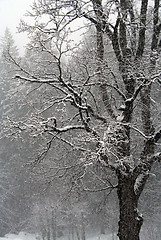 Image showing snow tree