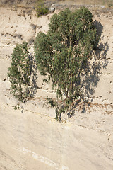 Image showing Trees on Corinth Canal in Greece