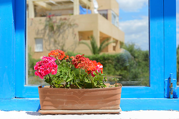 Image showing Red flowers in pot