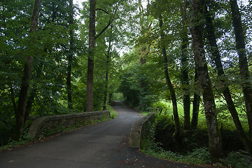 Image showing France Savoie forest walks