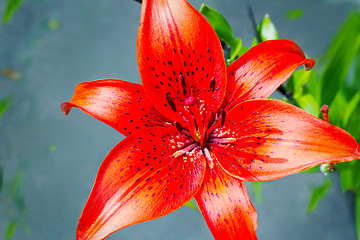 Image showing Flower of a red lily on a blue background.