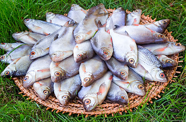 Image showing River fish (carp) and the greens on a round dish.