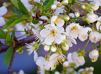 Image showing Branch of blossoming cherry against the blue sky.