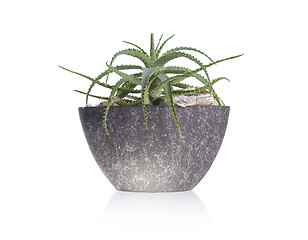 Image showing Green cactus in a grey pot