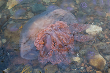 Image showing Small jellyfish on a beach