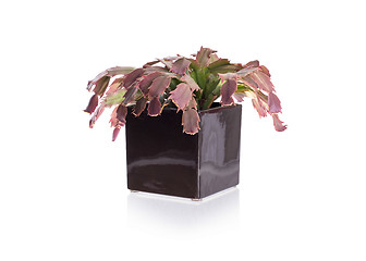 Image showing Red cactus in a black pot