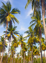 Image showing Palm tree 