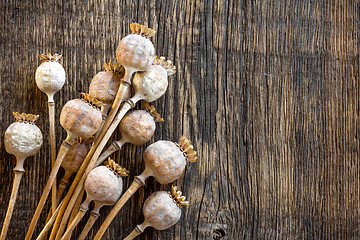 Image showing Poppy heads