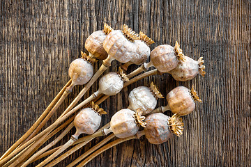 Image showing Poppy heads