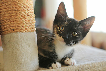 Image showing Baby Cat Sitting on Play Tower in Natural Light