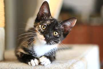 Image showing Baby Cat Sitting on Play Tower in Natural Light