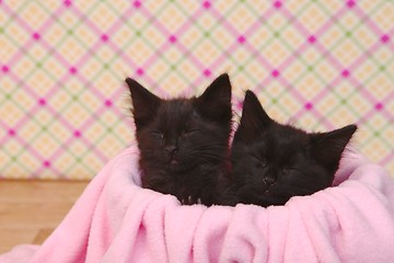 Image showing Cute Black Kittens on Pink Pretty Background