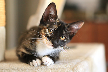 Image showing Baby Cat Sitting on Play Tower in Natural Light