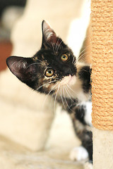 Image showing Baby Cat Sitting on Play Tower in Natural Light