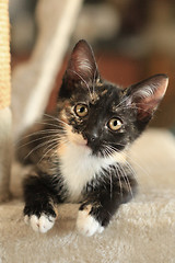 Image showing Baby Cat Sitting on Play Tower in Natural Light