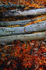 Image showing Sawdust on the ground after the woodcutter work