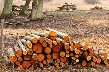 Image showing Wood stack in a Forest after the woodcutter work