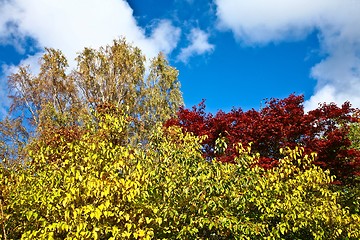 Image showing Nice blue sky with clouds formation and trees