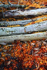 Image showing Sawdust on the ground after the woodcutter work