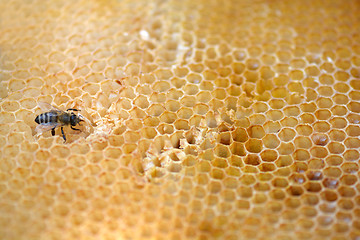 Image showing bees work on honeycomb