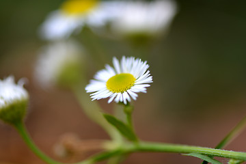 Image showing Beautiful daisies on a flower background