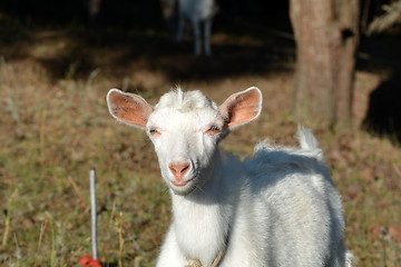 Image showing Goat on a summer pasture