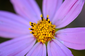 Image showing Close-up on blue flowers