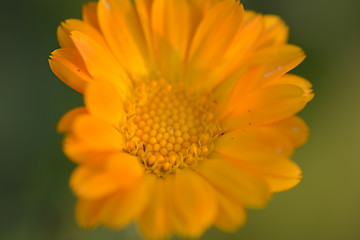 Image showing Close up of yellow flower