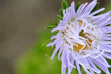 Image showing macro blue flower