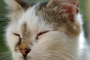 Image showing head cat close up