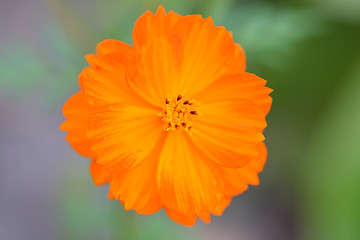 Image showing Close up of yellow flower