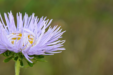 Image showing Close-up on blue flowers