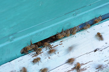 Image showing Close up view of the working bees