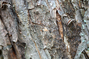 Image showing tree bark in the background