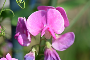 Image showing pink flowers, macro