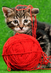 Image showing Cute kitten