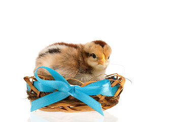 Image showing Chicken in nest