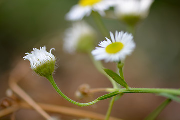 Image showing Beautiful daisies on a flower background