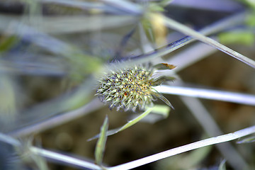 Image showing blue bud flowers with leaves