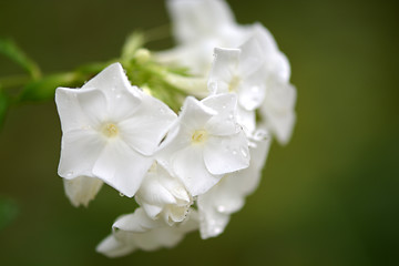 Image showing blossoming tree brunch with white flowers