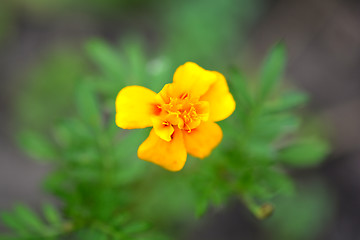 Image showing Beautiful blooming flower orange color