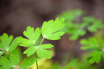 Image showing green leaf background