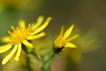 Image showing Closeup of beautiful yellow flowers in the garden