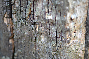 Image showing tree bark in the background