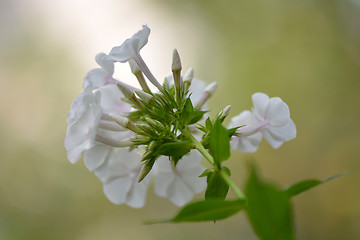 Image showing Blossoming tree branch with white flowers on bokeh green background