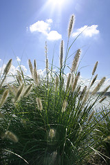 Image showing Sunbeams on ornamental grass